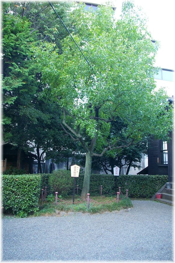 Jujube vruchten op boom