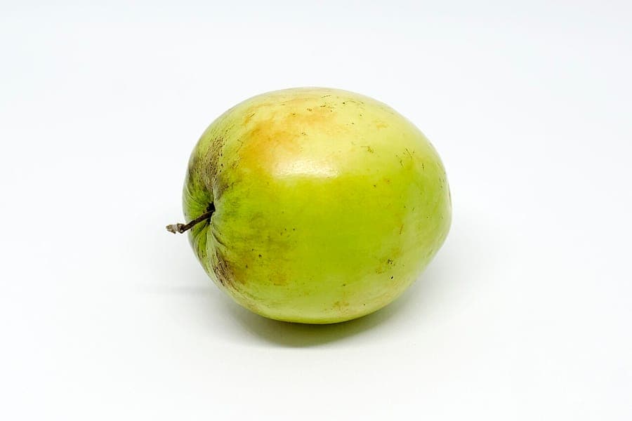 Ziziphus mauritiana tree with ripe fruits