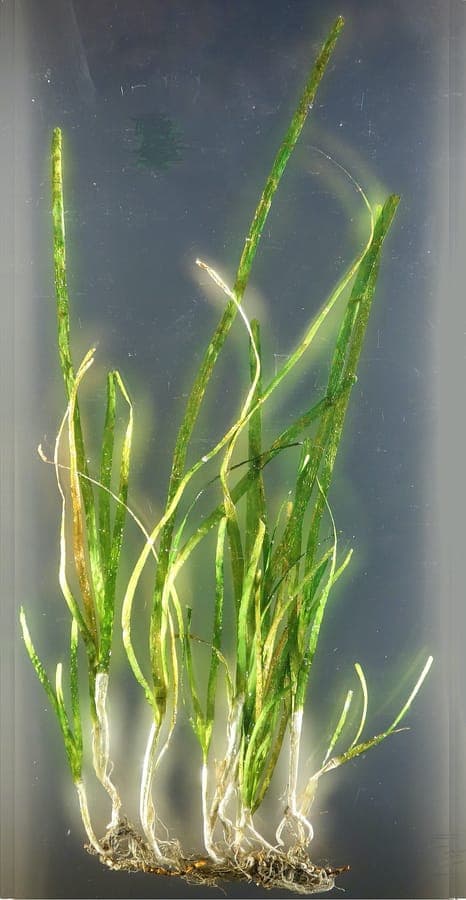 Prairies de zostere sous-marine