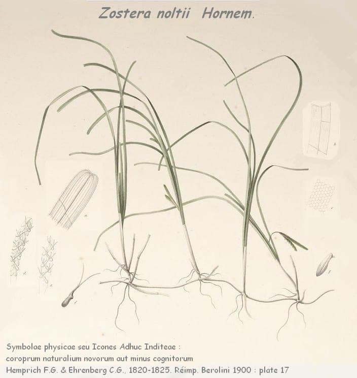 Zwerg-Seegras (Zostera noltii) in Meereshabitat