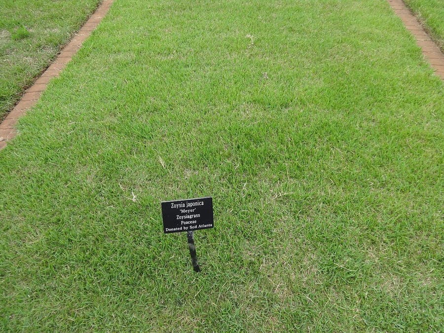 Dense carpet of Zoysia japonica turf in a sunny garden