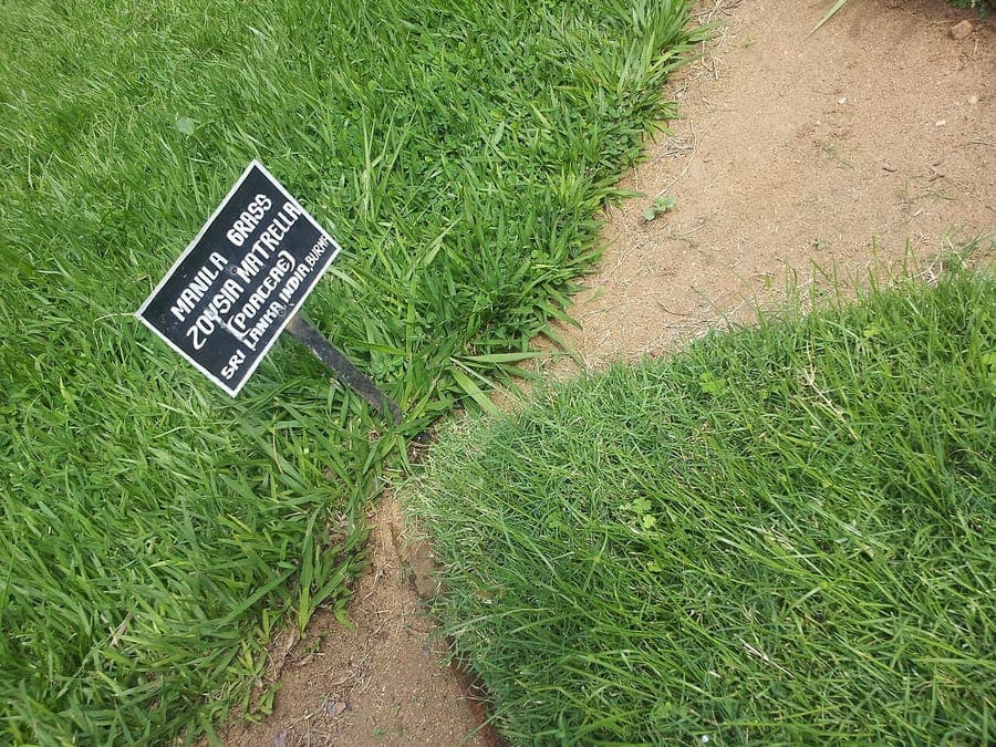 Zoysia matrella forming dense fine-textured carpet in warm landscape