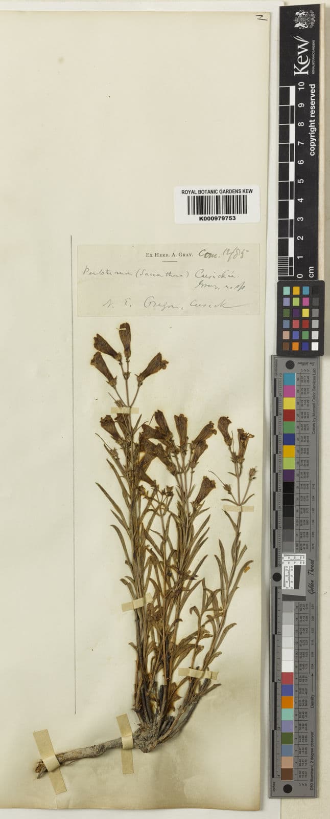 Penstemon cusickii plante fleurie avec fleurs violet-rose