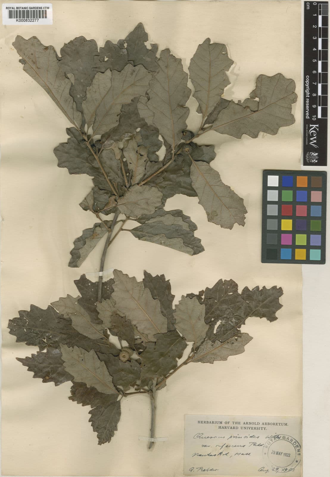 Blad en jonge eikels van de Dwergkastanje-eik in een zonnige border