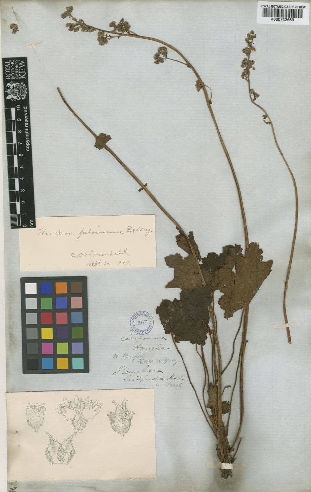 Heuchera pilosissima Küsten-Purpurglöckchen mit weichem Laub und roten Blutenstielen