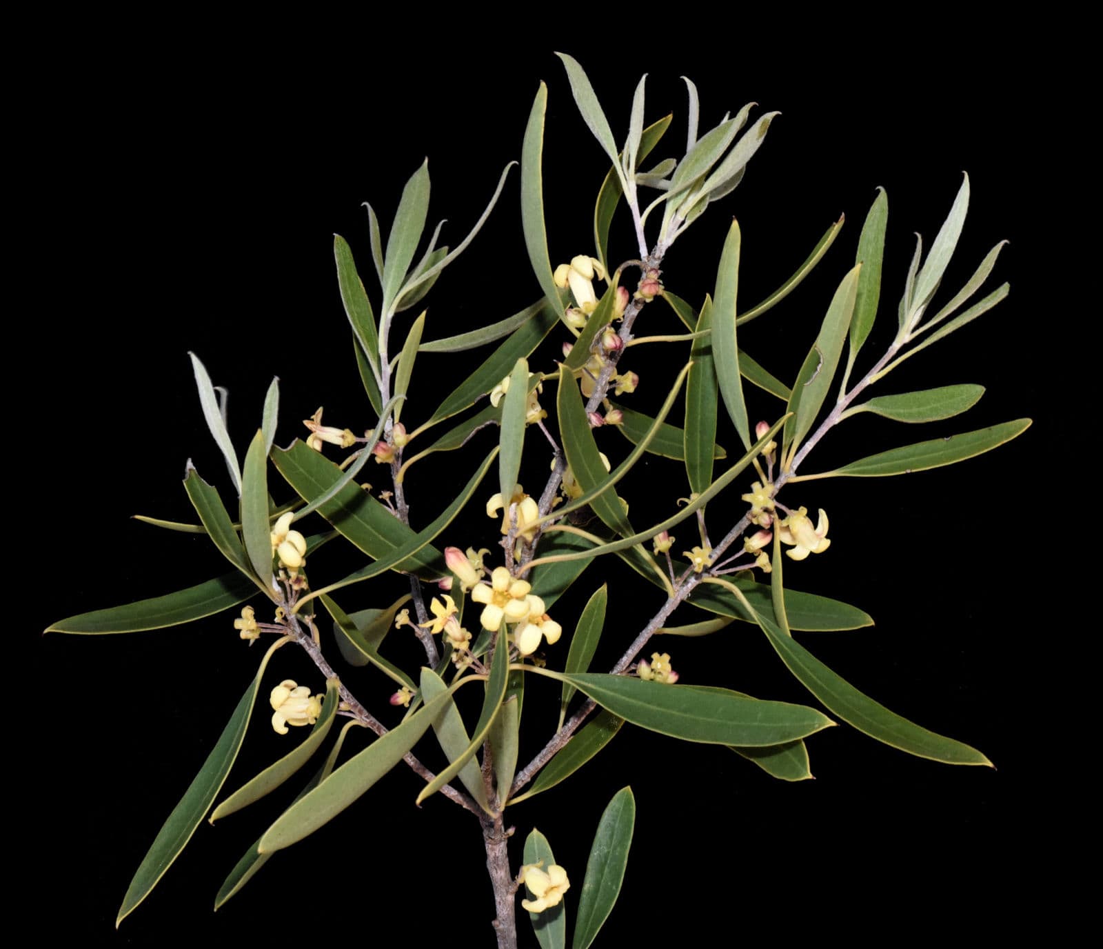 Pittosporum phillyreoides mit haengenden, weidenartigen Zweigen und schmalen Blaettern