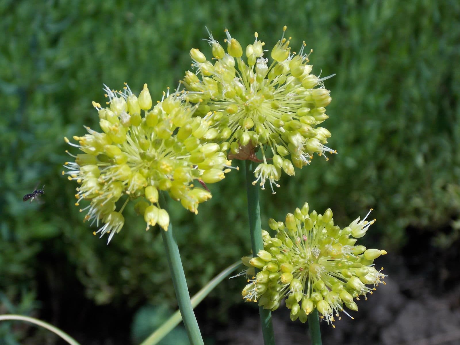 Ombelles vert-jaune d'Allium obliquum au-dessus d'un feuillage bleu-vert