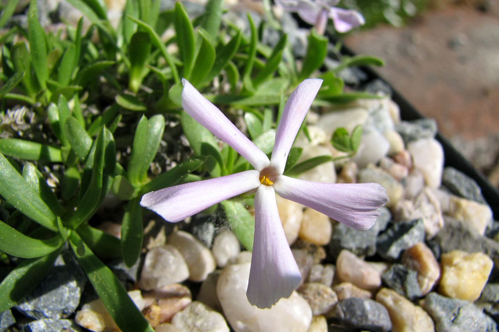 Rosabluten des Alyssumblatt-Phlox in voller Blute