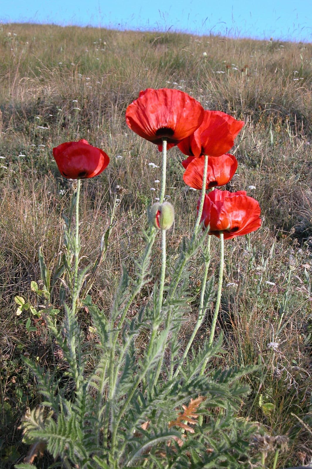 Papaver setiferum mit grossen scharlachroten Blueten im Staudenbeet