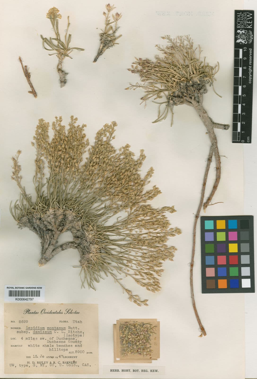 Lepidium barnebyanum met kleine witte bloemen op droge gypsum-rijke woestijnbodem in Utah