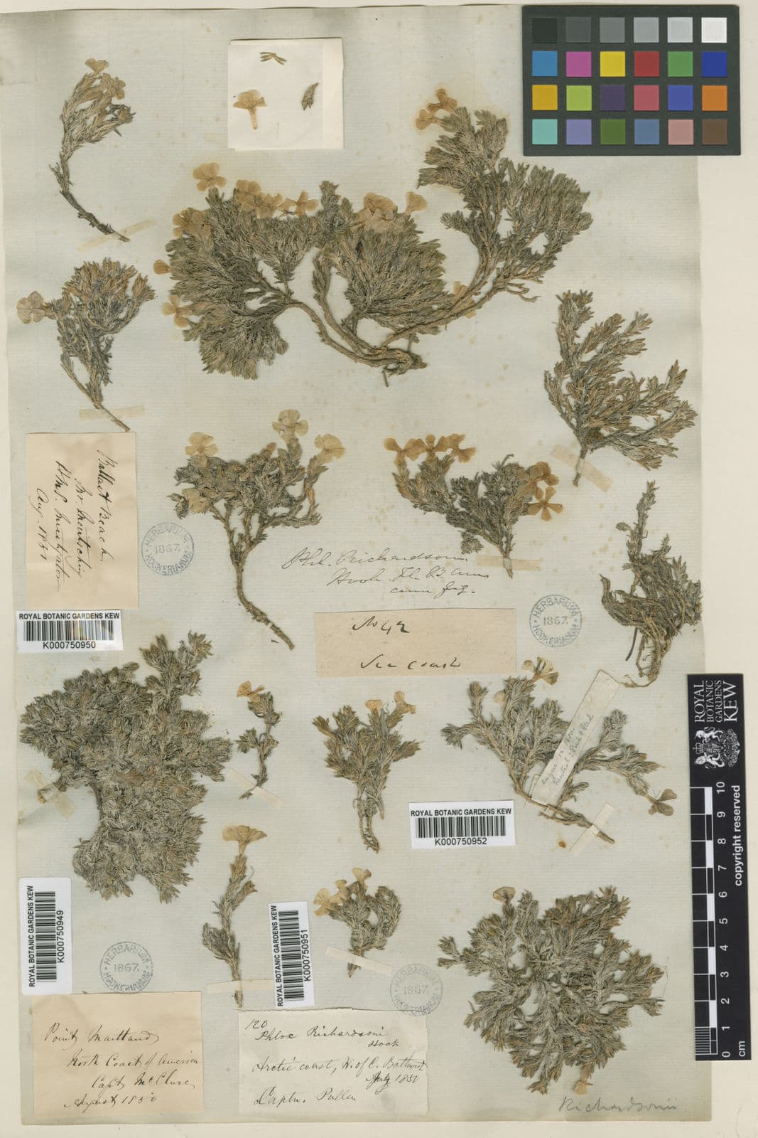 Bluten des Richardson-Phlox in voller Blute
