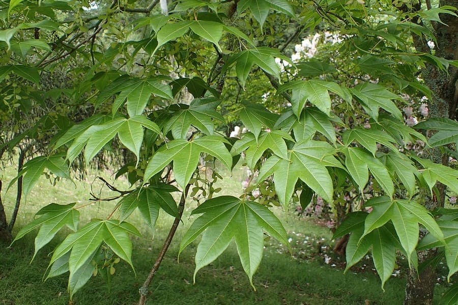 Graceful branches of Acer campbellii in spring