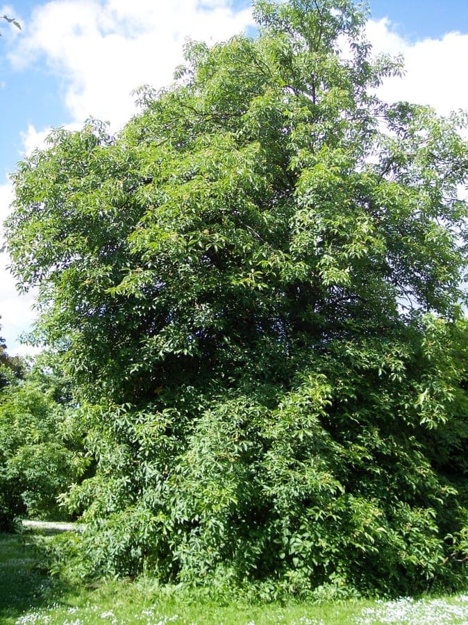 Aesculus glabra flowering Ohio buckeye tree in spring