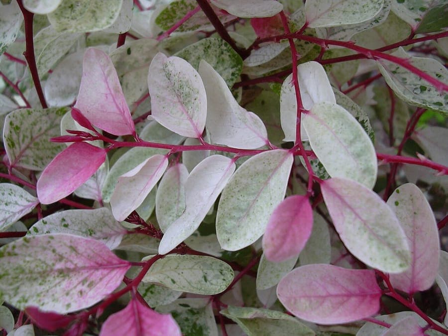 Breynia disticha plant with characteristic red-white striped leaves