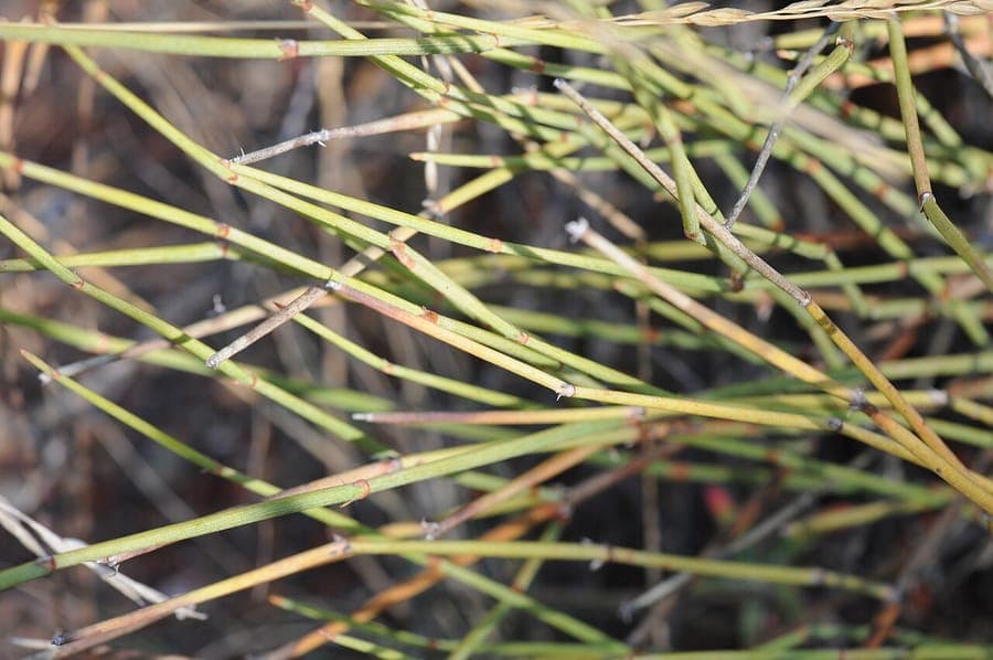 Ephedra trifurca mit langen gelbgruenen Gelenkstengeln in charakteristischer dreiteiliger Verzweigung in trockenem Wuestenhabitat