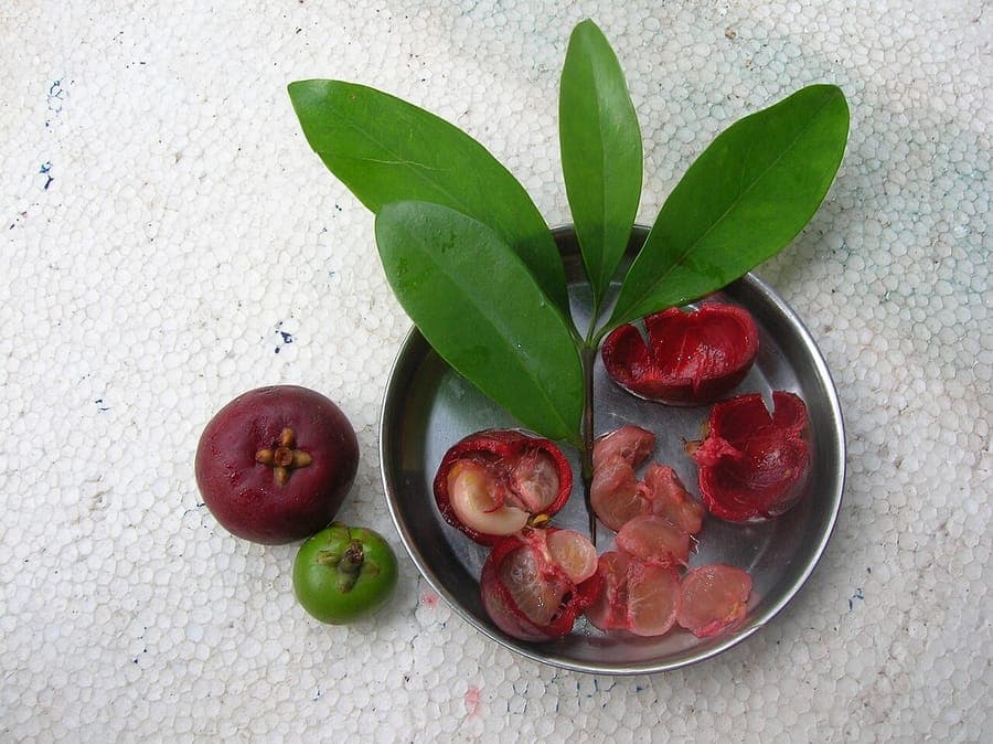 Garcinia indica leaves and fruit