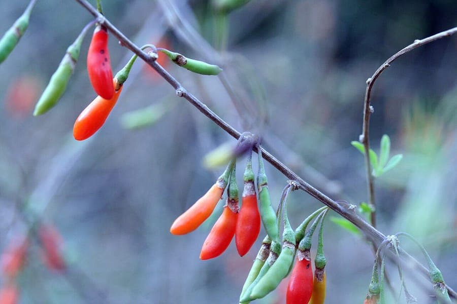 Chinese boxthorn plant displaying purple flowers and red berries