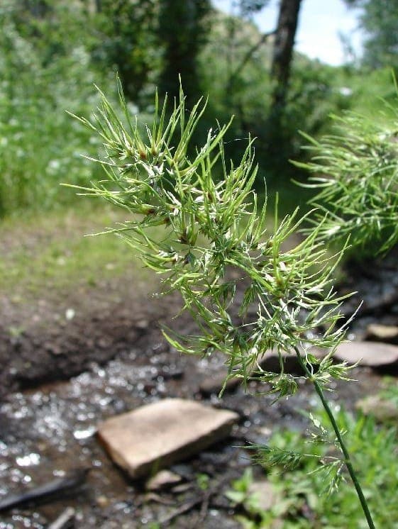 Poa bulbosa bulbous bluegrass with green panicles in spring