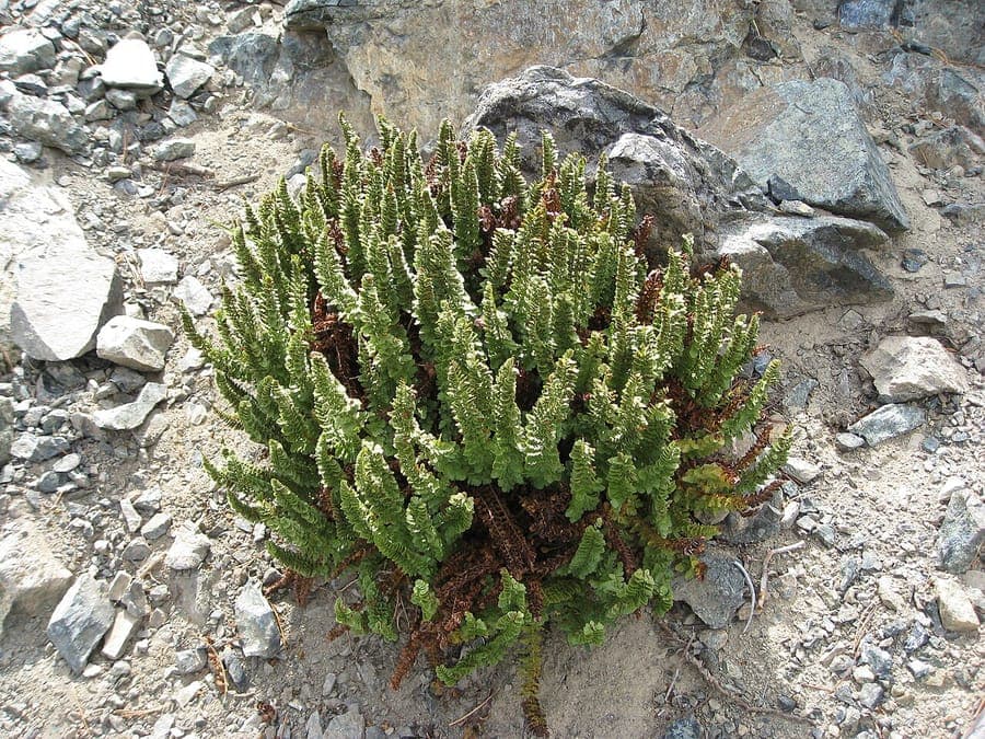 Lemmon's hollyfern met geatypeerde bladeren in bergachtig terrein