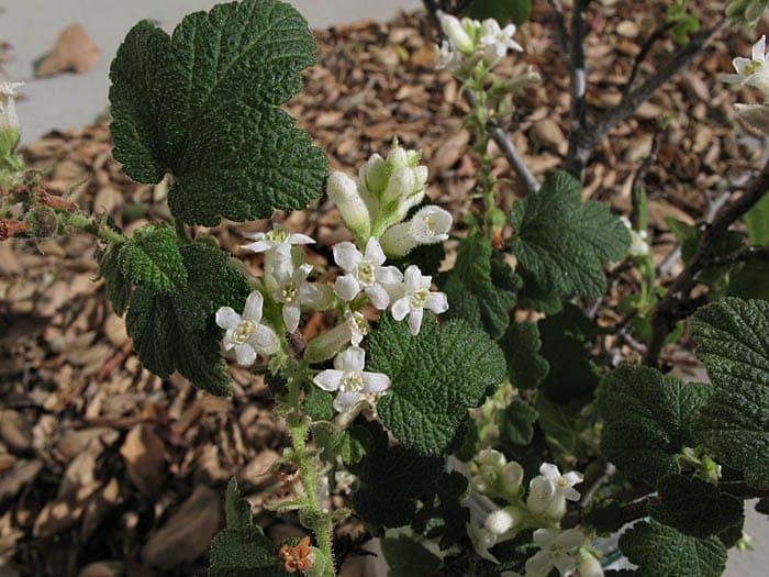 Ribes indecorum White-flower currant white flowers
