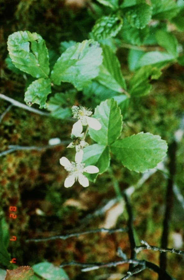 Running blackberry spreading across moist forest floor with hairy stems