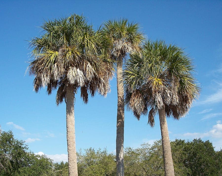 Sabal palmetto palm met karakteristieke waaierbladen in volle groei