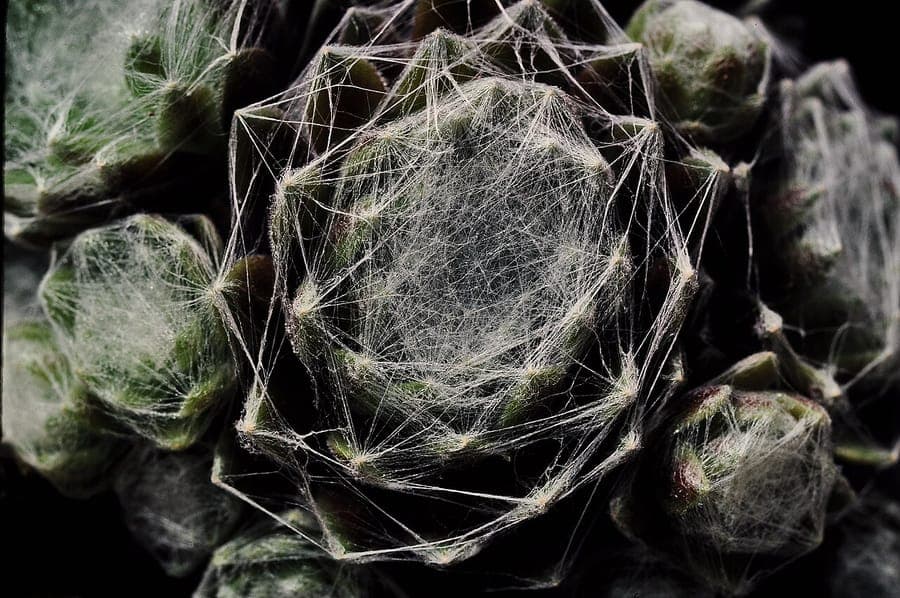 Cobweb house-leek showing the characteristic white thread-like webbing across leaves