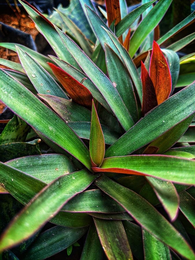 Tradescantia spathacea showing purple leaf undersides