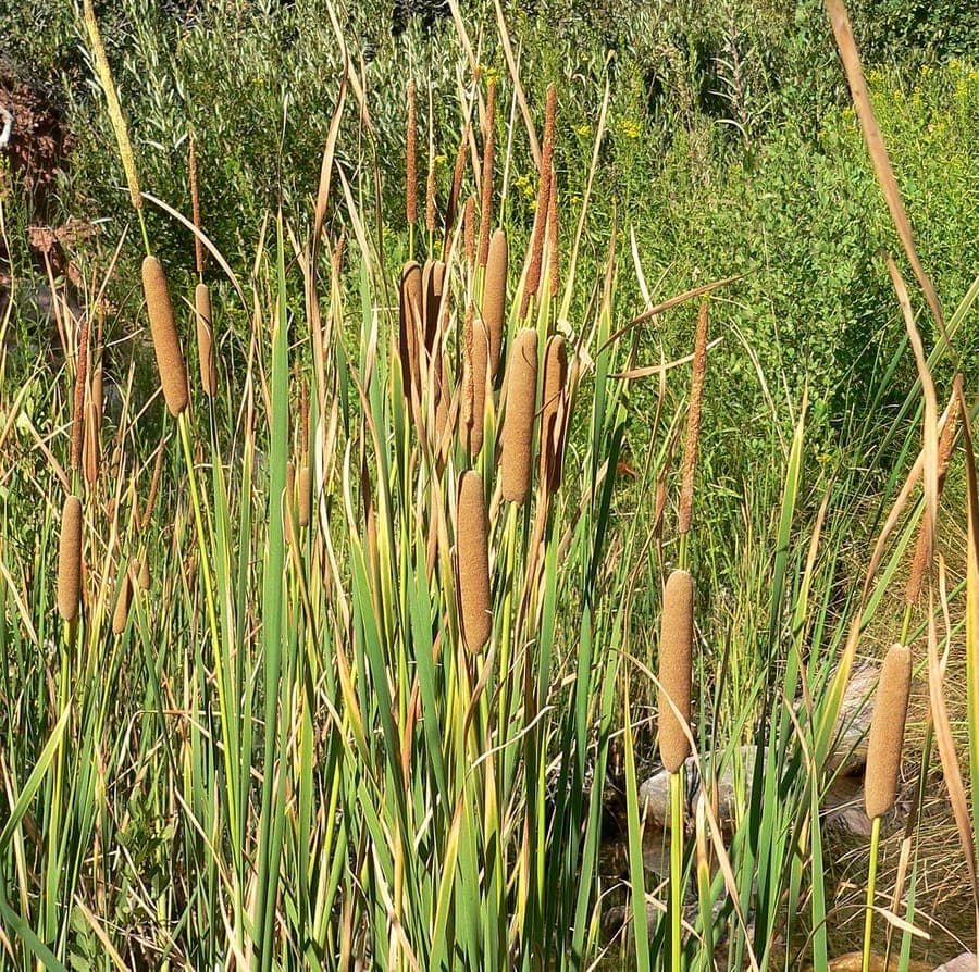 Brown flower spikes of narrow-leaf cattail