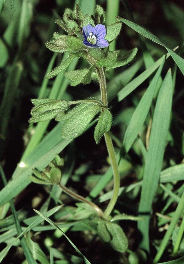 Finger Speedwell with blue flowers and lobed leaves