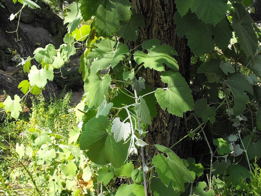 Vitis girdiana showing characteristic lobed leaves and curling tendrils of wild grape